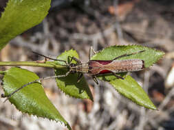 Image of Uracanthus triangularis Hope 1833