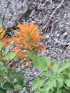 Image of mountainside Indian paintbrush