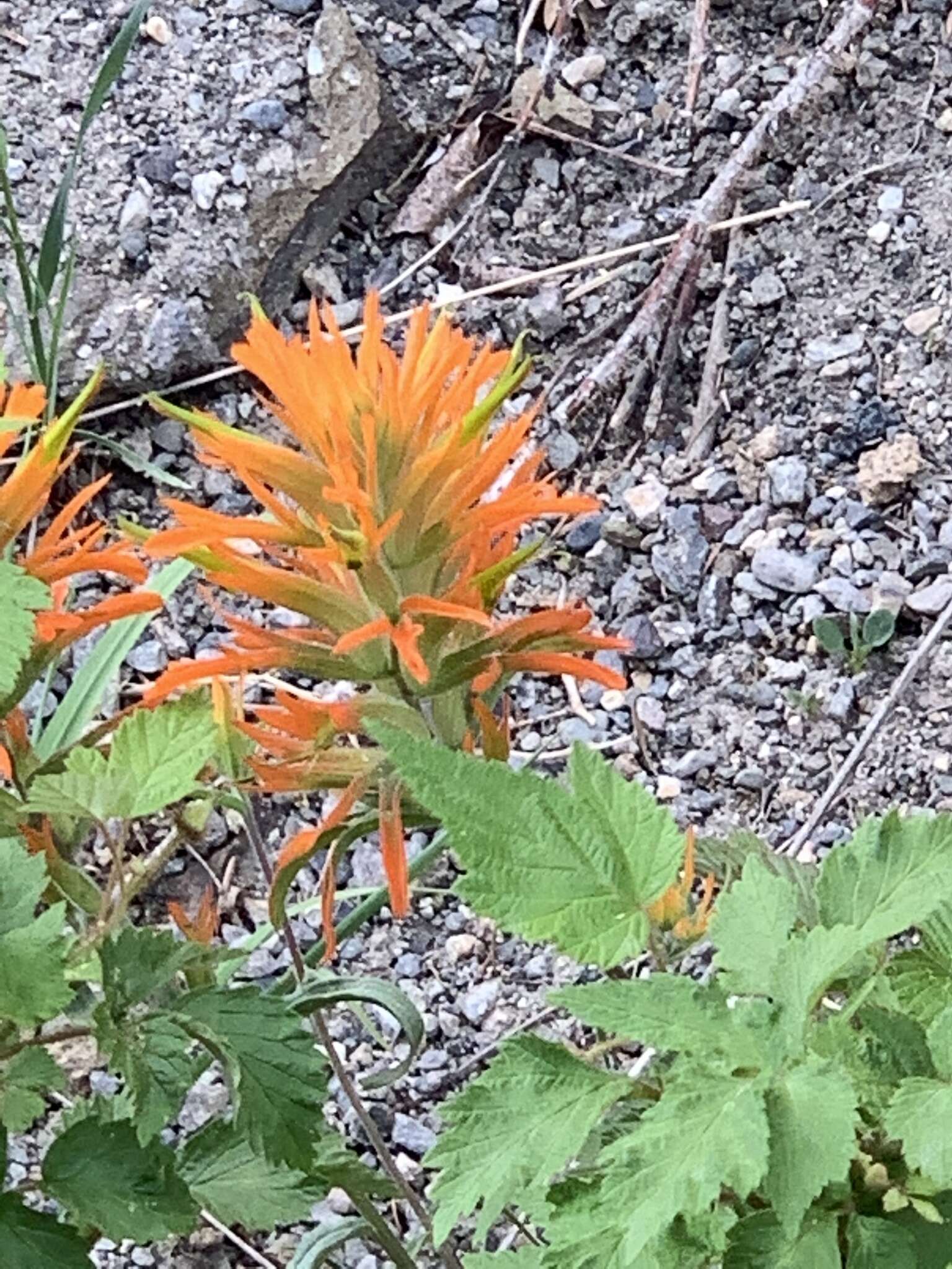 Image of mountainside Indian paintbrush