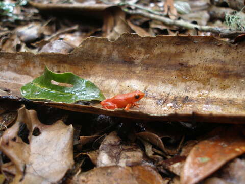 Image of Ginger Tree Frog