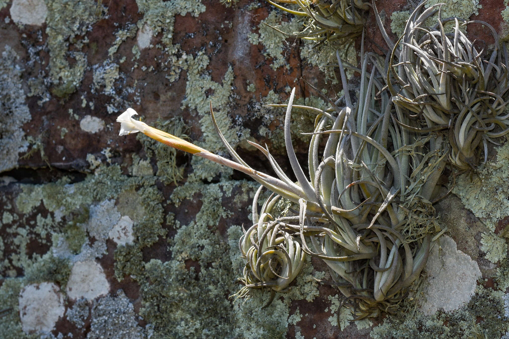 Image of Tillandsia uruguayensis