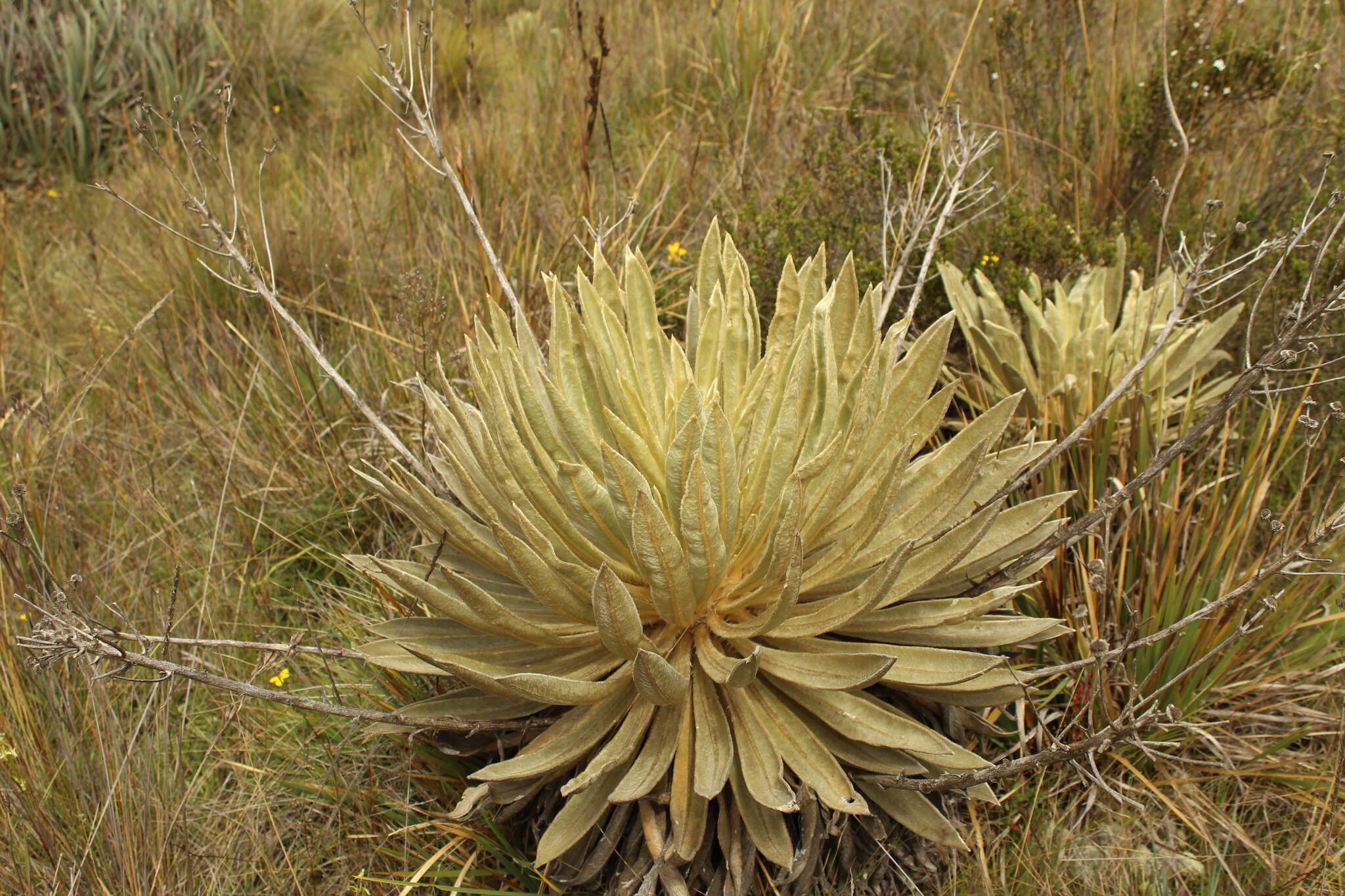 Imagem de Espeletiopsis muiska (Cuatrec.) Cuatrec.