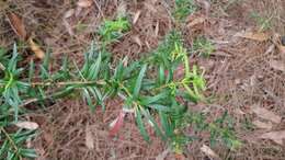 Image of Podocarpus spinulosus (Sm.) R. Br. ex Mirb.