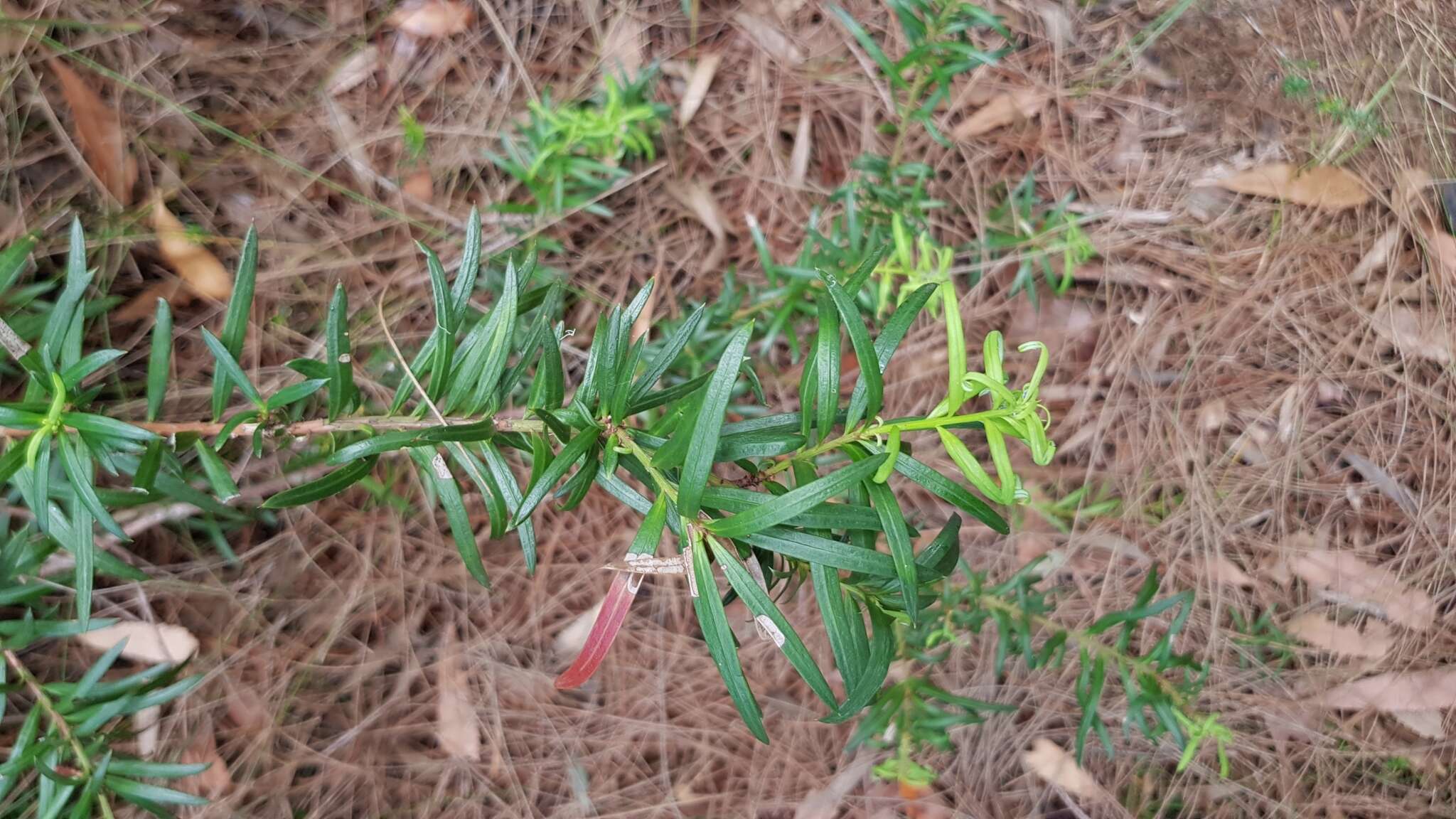 Image of Podocarpus spinulosus (Sm.) R. Br. ex Mirb.