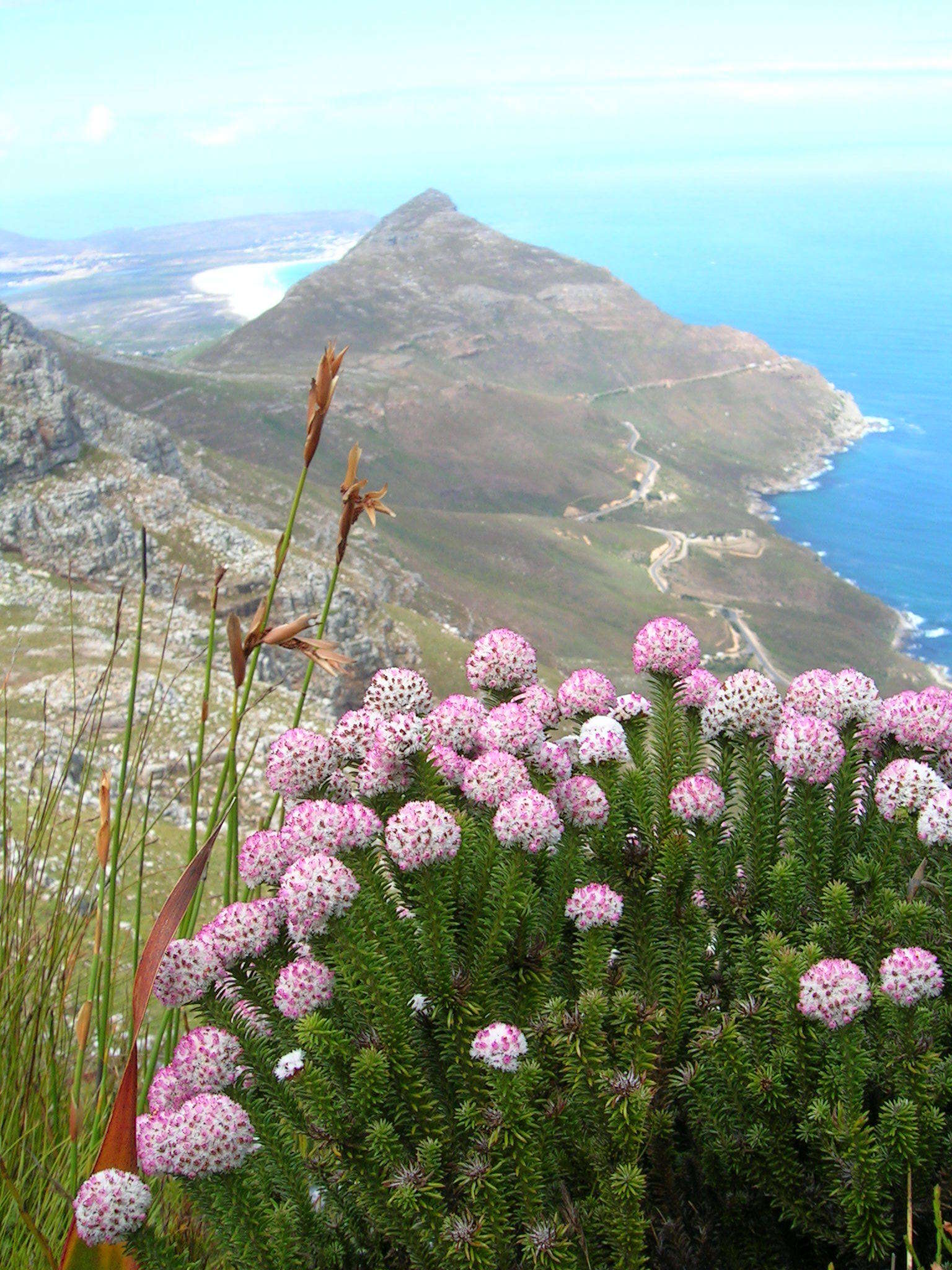 Image of Stoebe rosea Dod