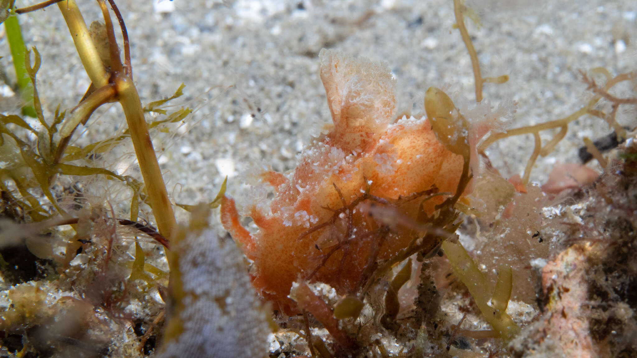 Image of Tasselled nudibranch