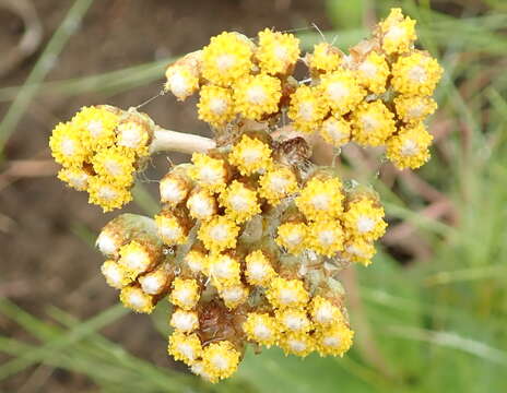 Image of Helichrysum nudifolium var. pilosellum (L. fil.) H. Beentje