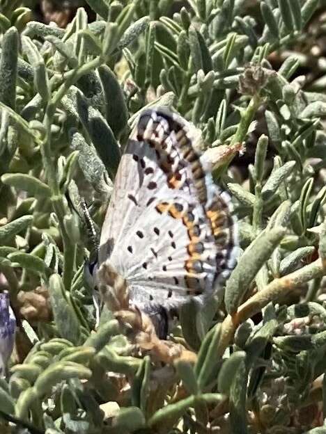 Image of <i>Plebejus fridayi</i>