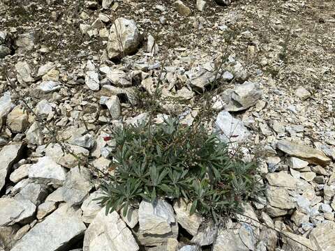 Image of Artemisia lagocephala (Fischer ex Bess.) DC.