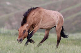 Image of Equus subgen. Equus Linnaeus 1758