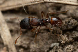 Image of Tetramorium impressum (Viehmeyer 1925)