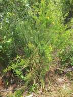 Image of Carolina St. John's-Wort