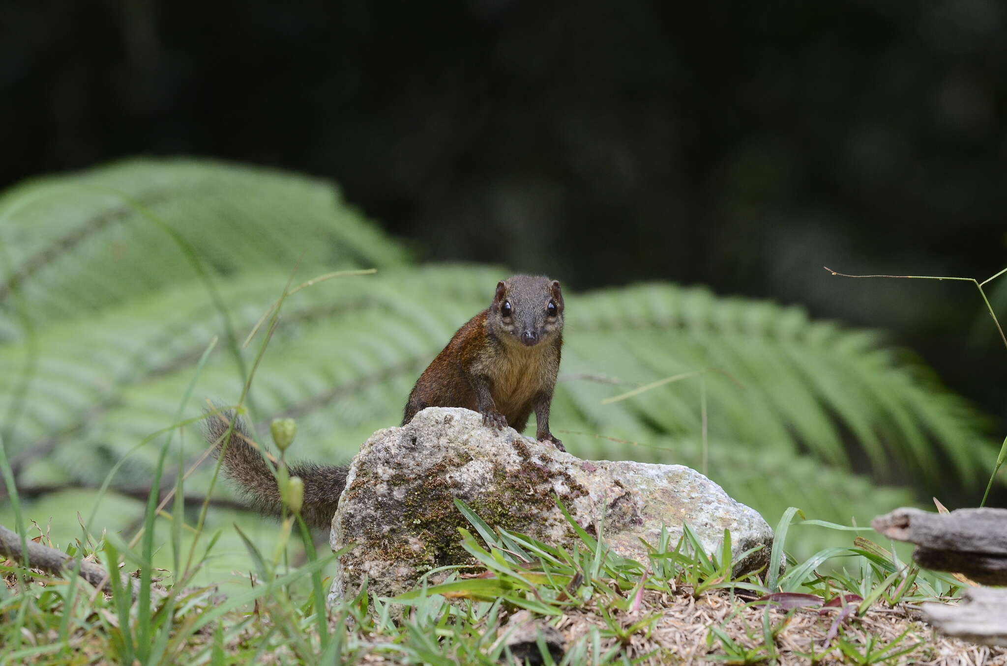 Plancia ëd Tupaia glis (Diard 1820)