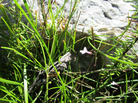 Imagem de Lobelia patula L. fil.