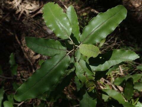 Olearia albida var. angulata (T. Kirk) Allan resmi