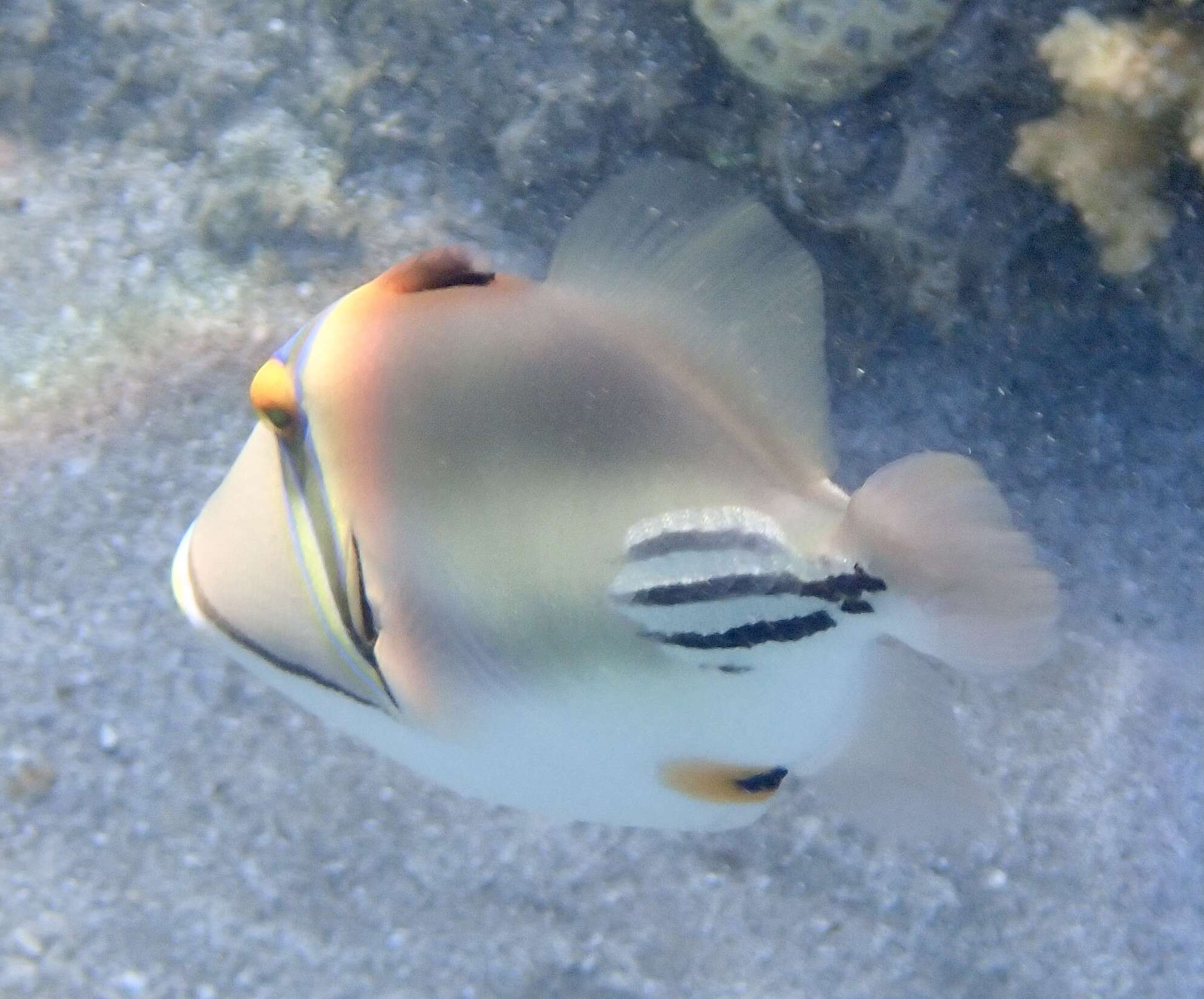 Image of Picasso triggerfish