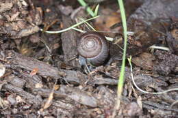 Image of Helminthoglypta arrosa (W. G. Binney 1858)