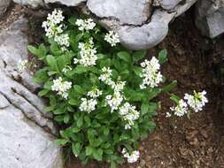 Image de Arabette des Alpes