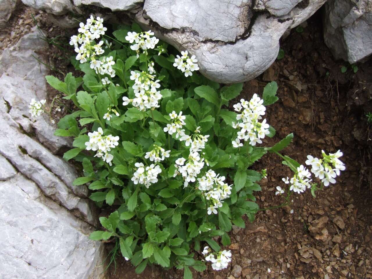 Image de Arabette des Alpes