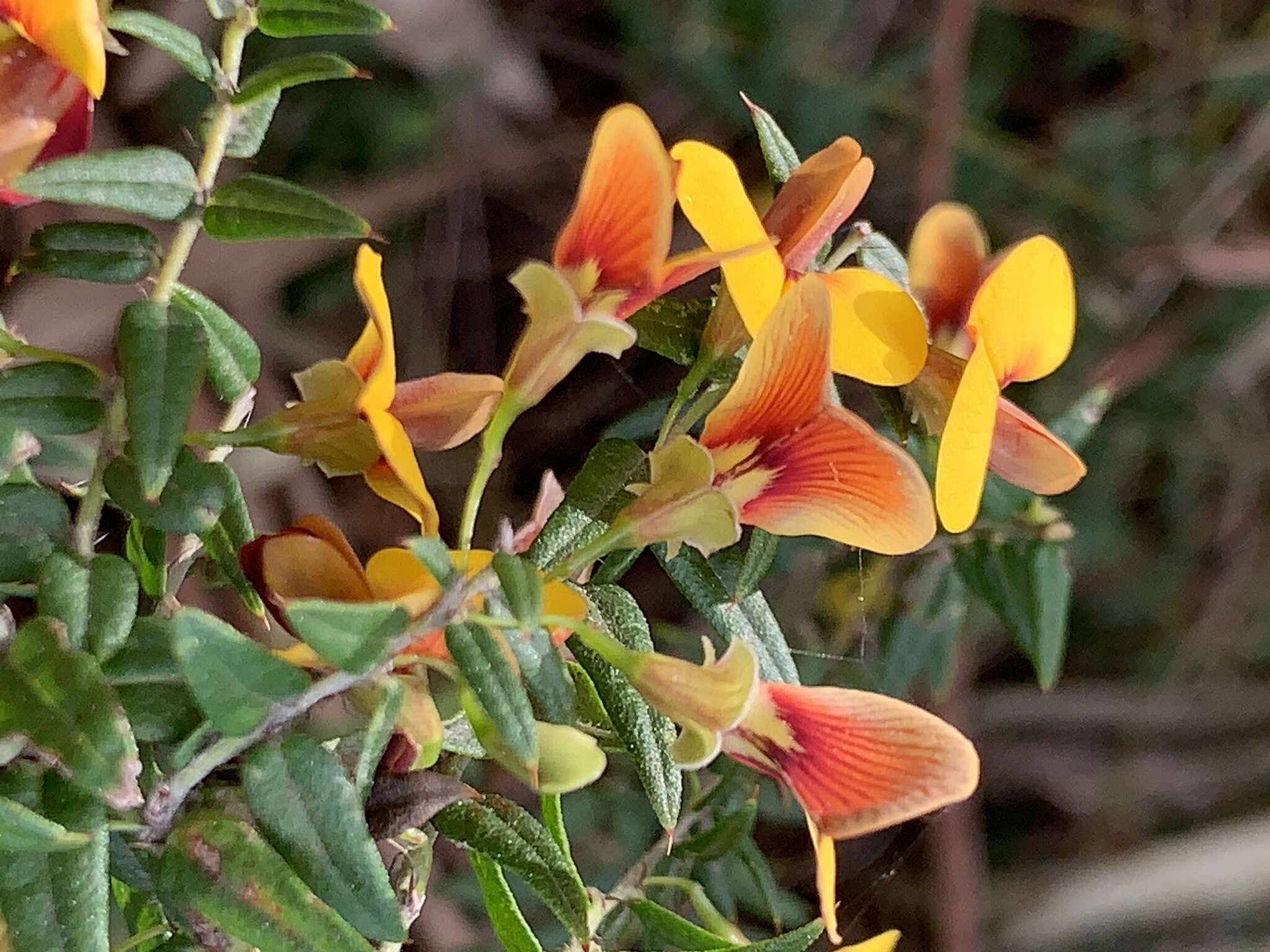 Image of Bossiaea cinerea R. Br.