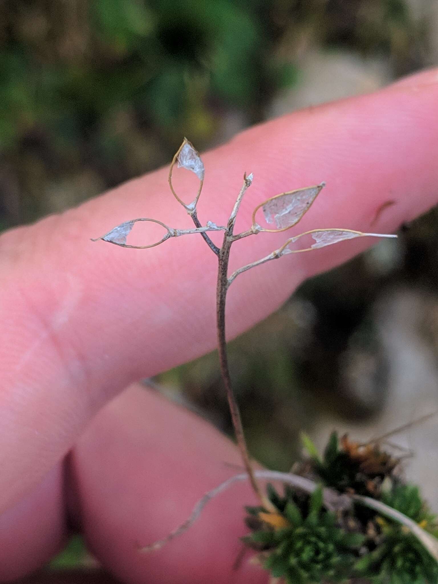 Image of Draba aizoides subsp. aizoides