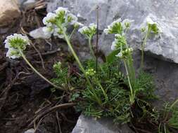 Image of alpine hutchinsia