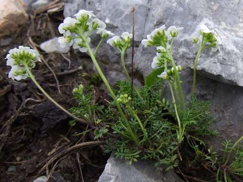 Imagem de Hornungia alpina (L.) O. Appel