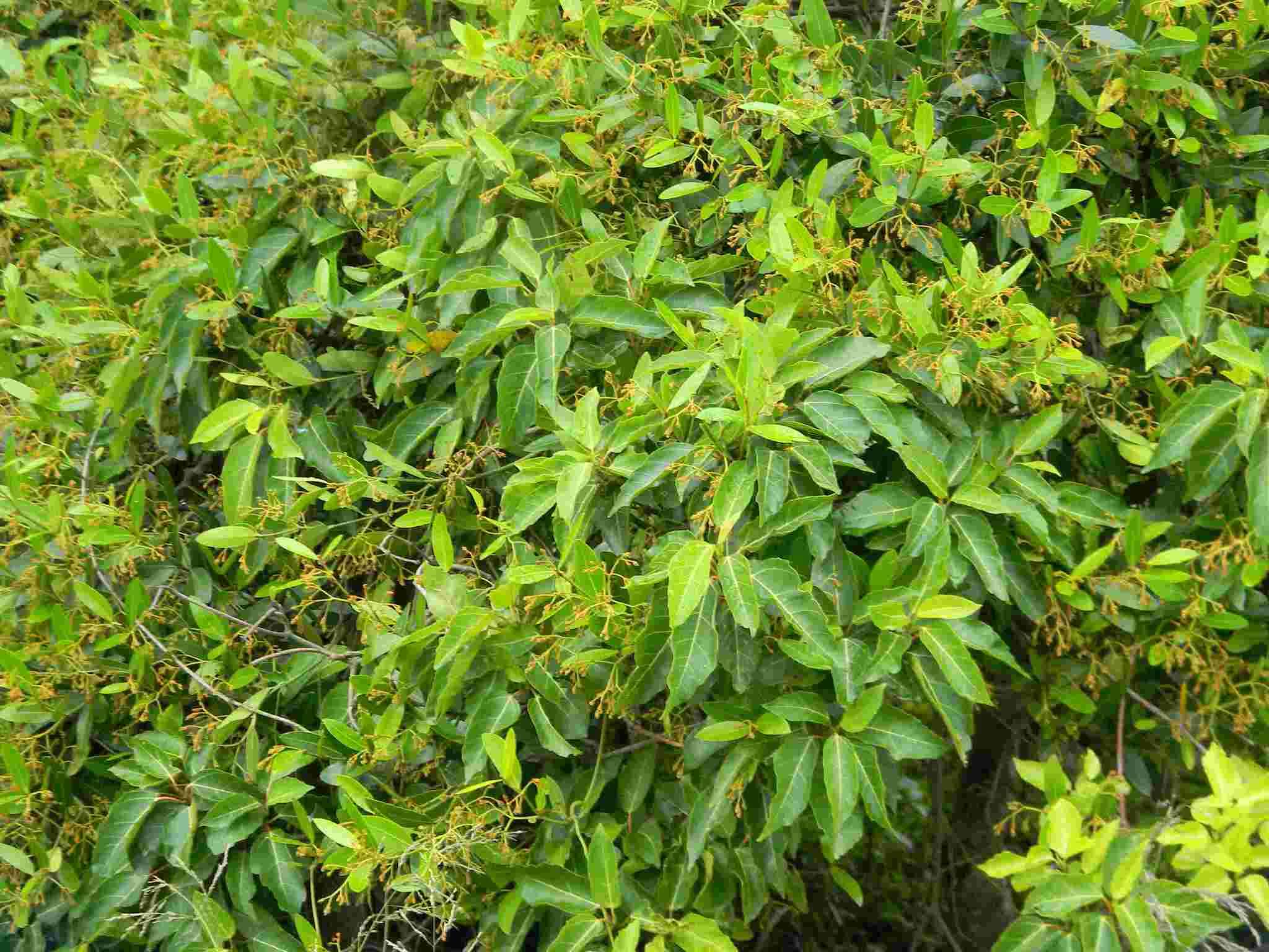 Image of Tarenna pavettoides subsp. pavettoides