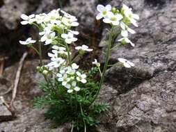 Image of alpine hutchinsia