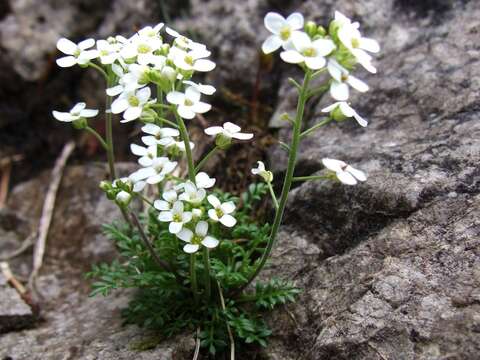 Image of alpine hutchinsia