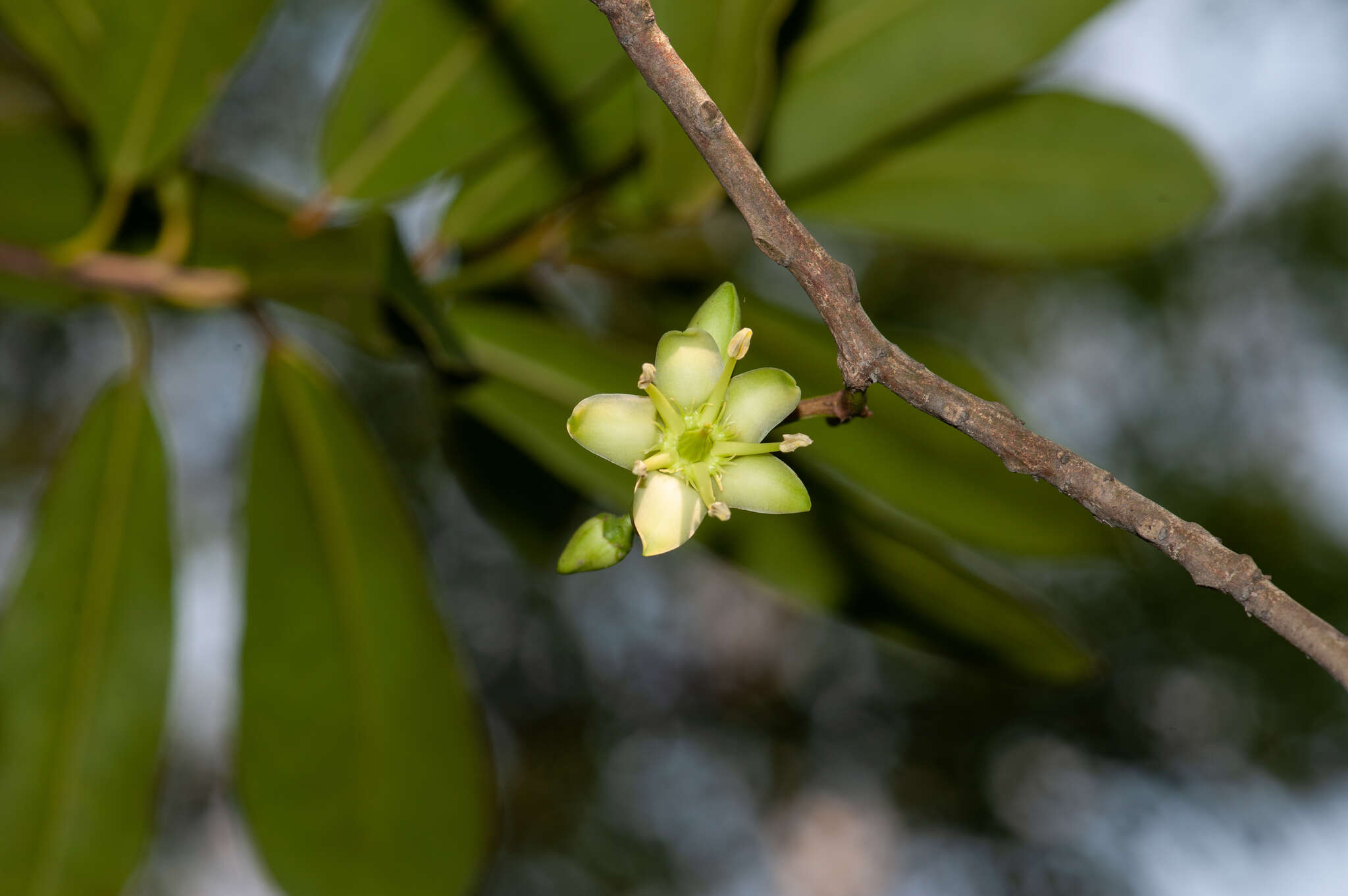 Brexia madagascariensis (Lamk.) Thouars ex Ker-Gawl. resmi