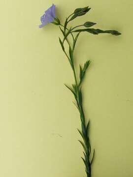 Image of Blue flax