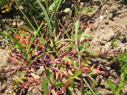 Imagem de Hornungia procumbens (L.) Hayek