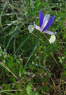 Image of Spanish iris