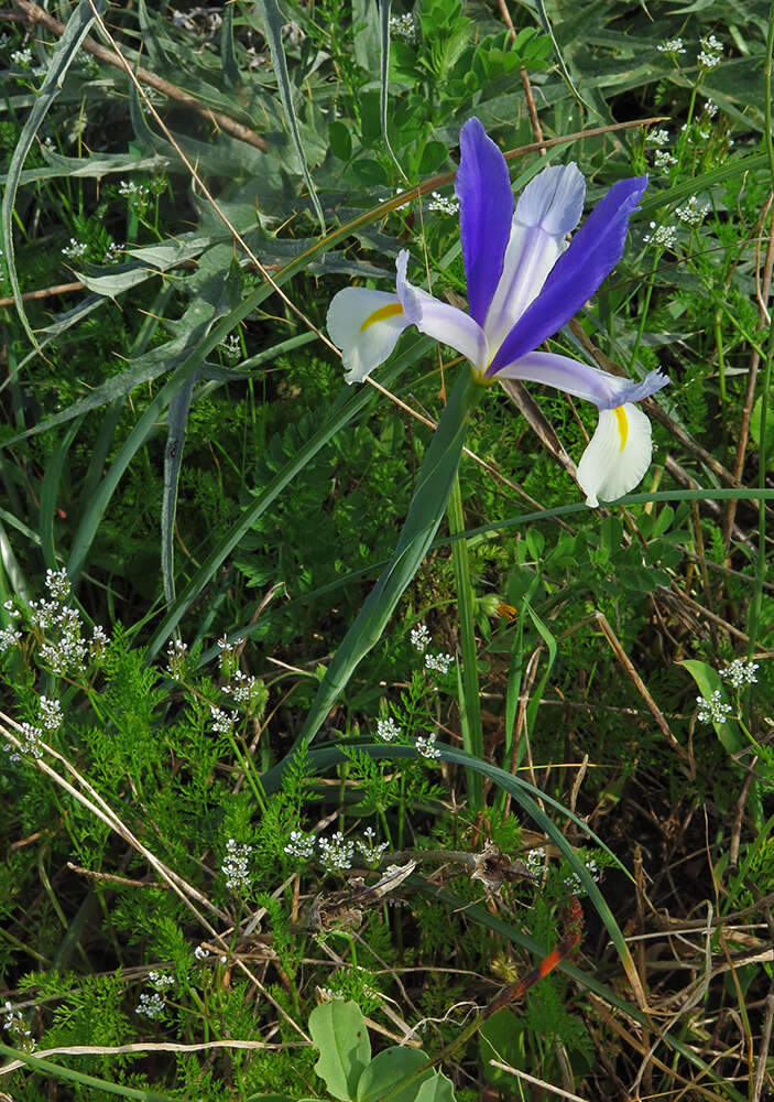 صورة Iris xiphium L.