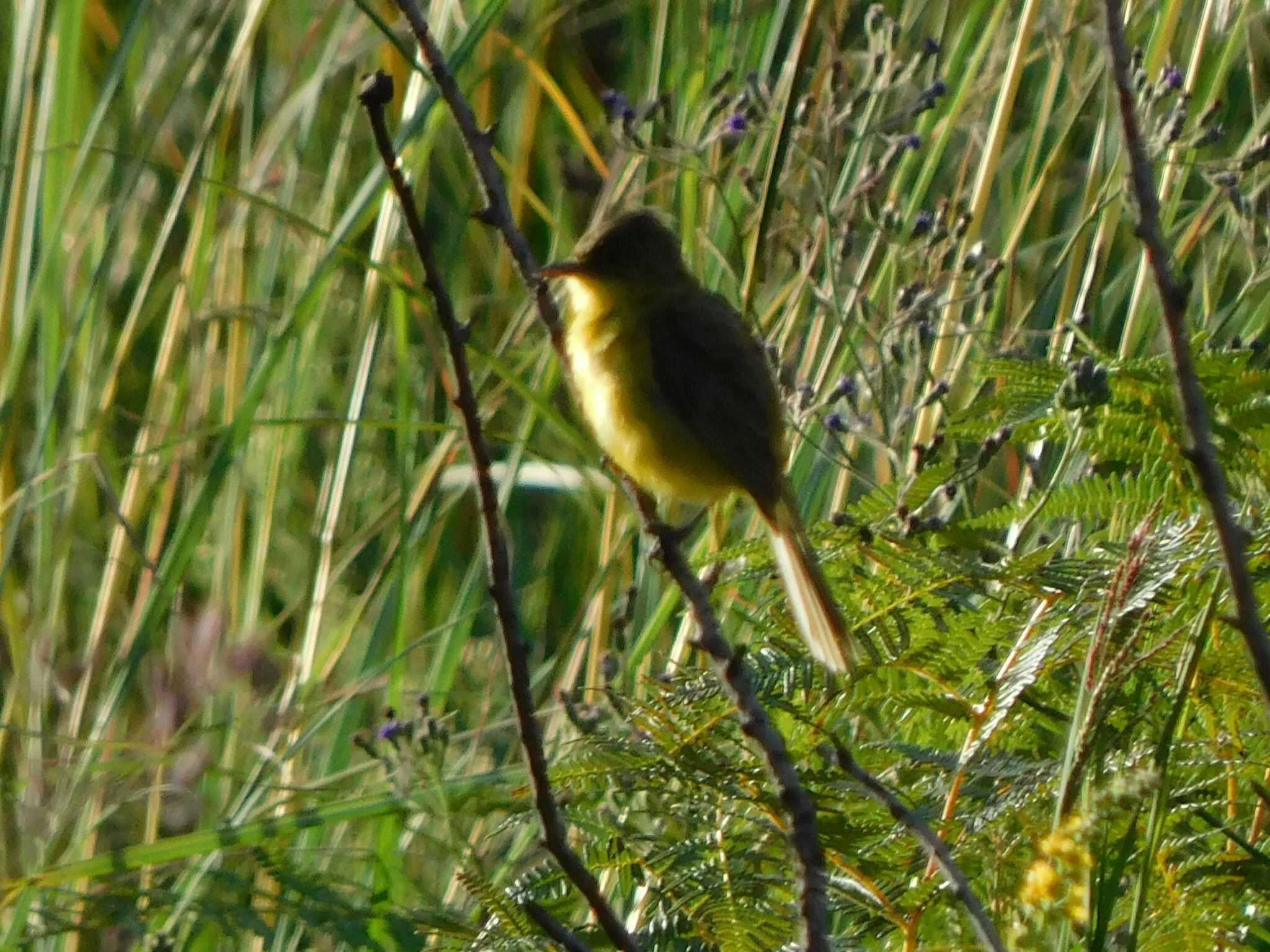 Image of Iduna natalensis natalensis (Smith & A 1847)