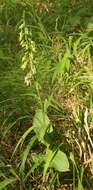 Image of Broad-leaved Helleborine