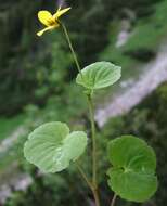 Image of arctic yellow violet