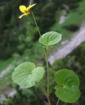 Image of arctic yellow violet