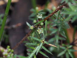 Image of Acrotriche serrulata (Labill.) R. Br.