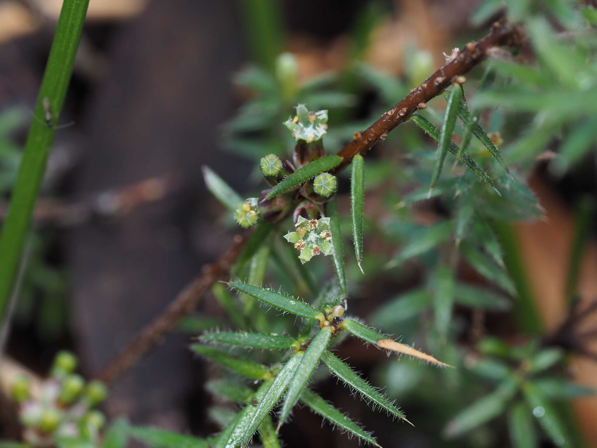 Image of Acrotriche serrulata (Labill.) R. Br.