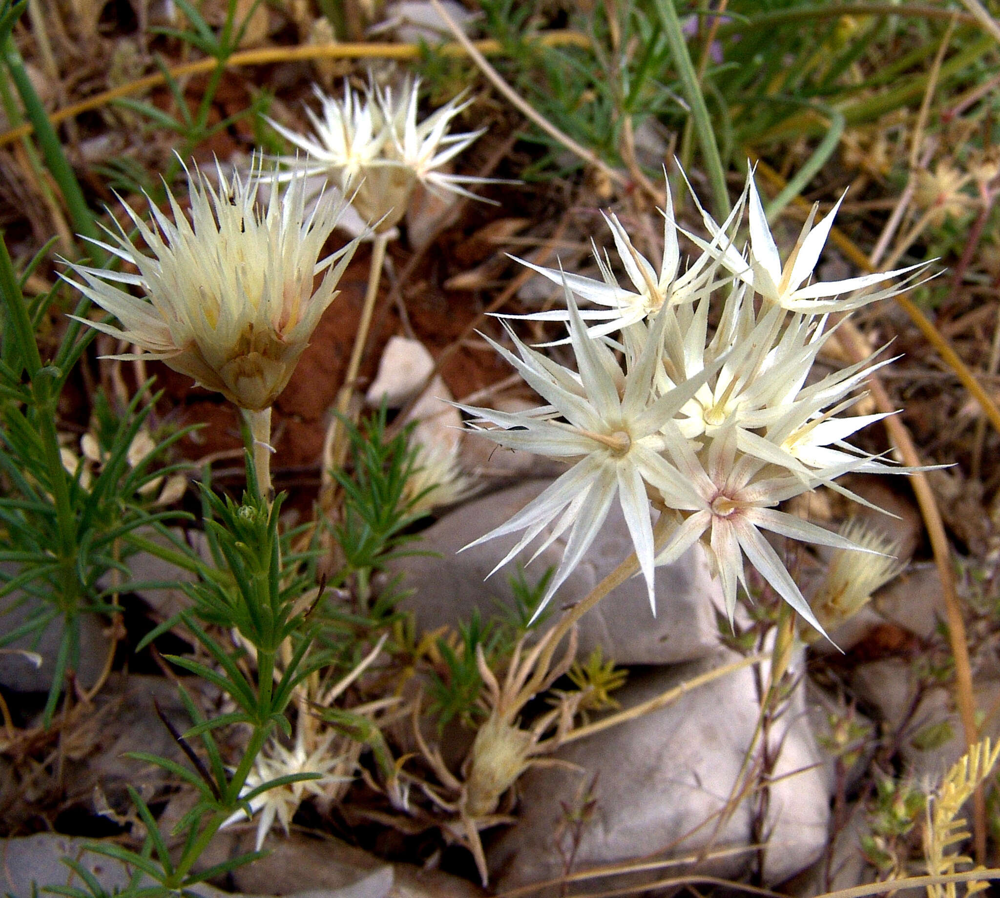 Image de Chardinia orientalis (L.) O. Kuntze