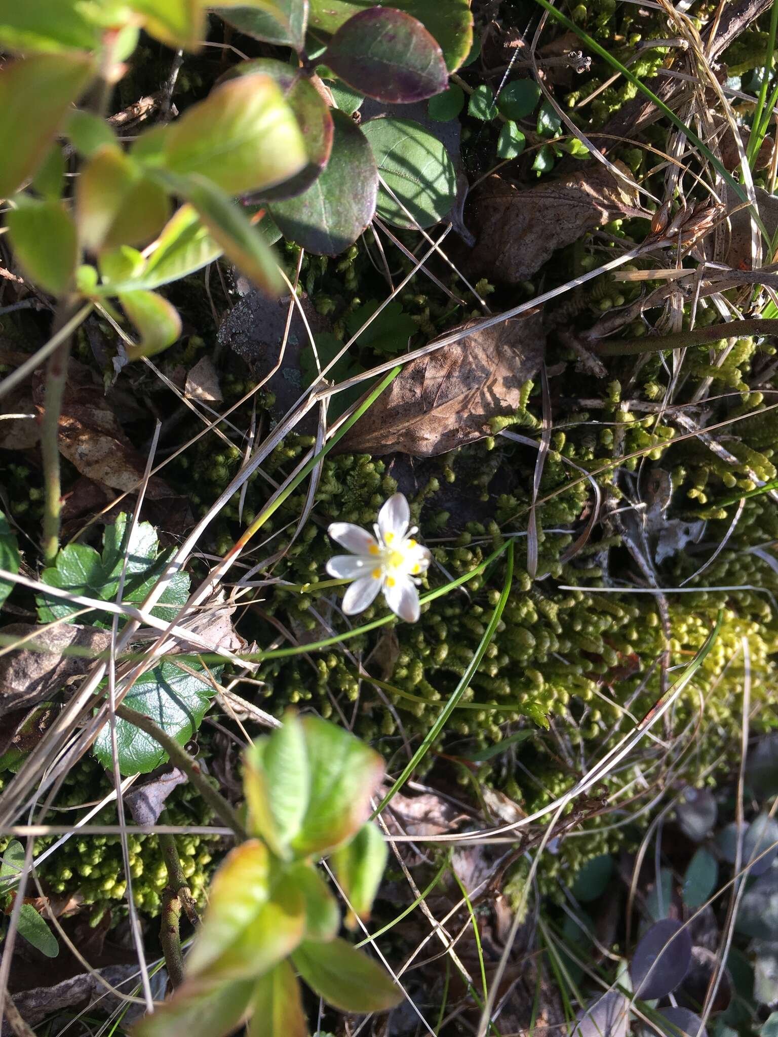 Image of Coptis trifolia subsp. trifolia