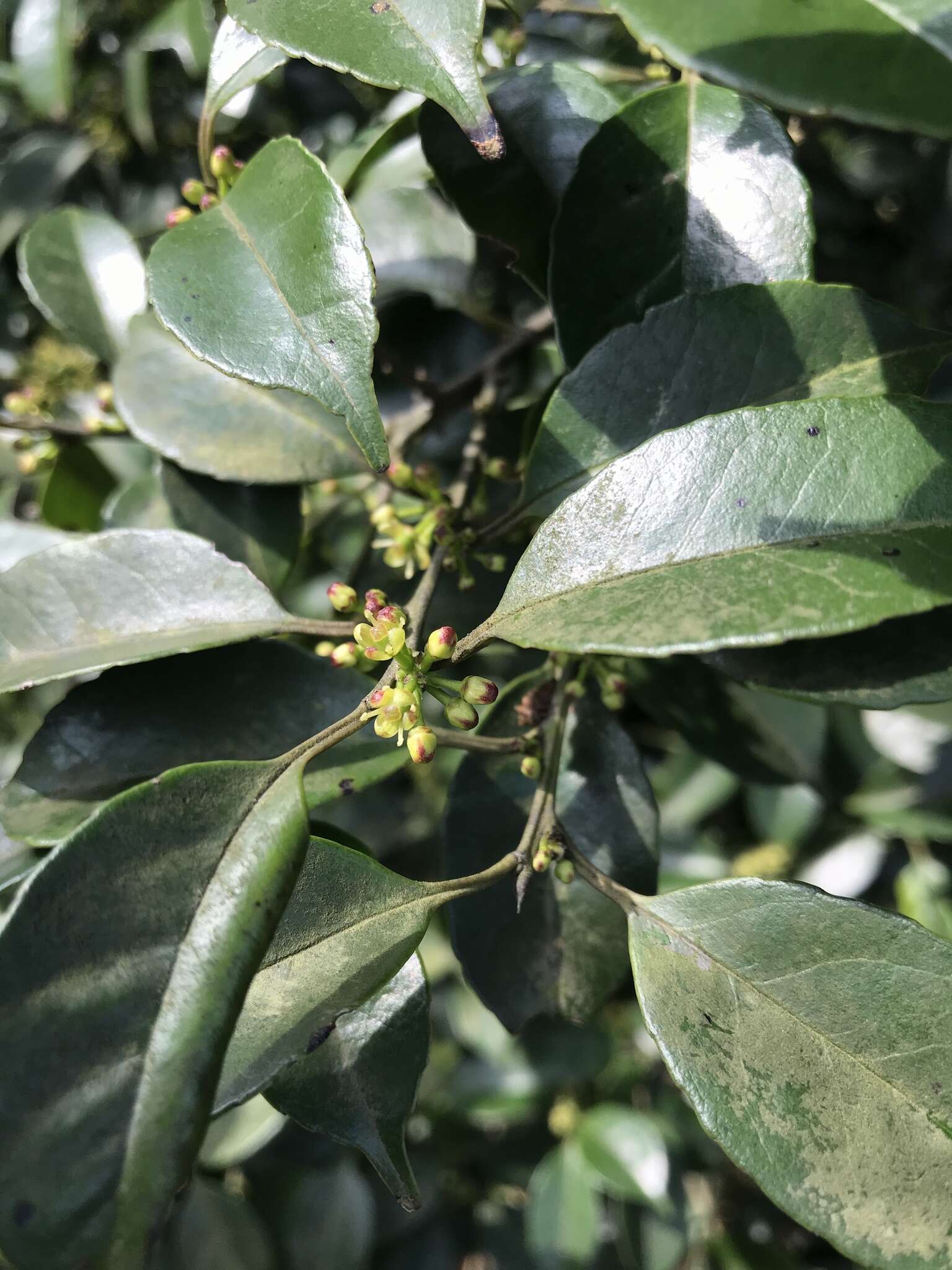 Слика од Ilex uraiensis Yamam.