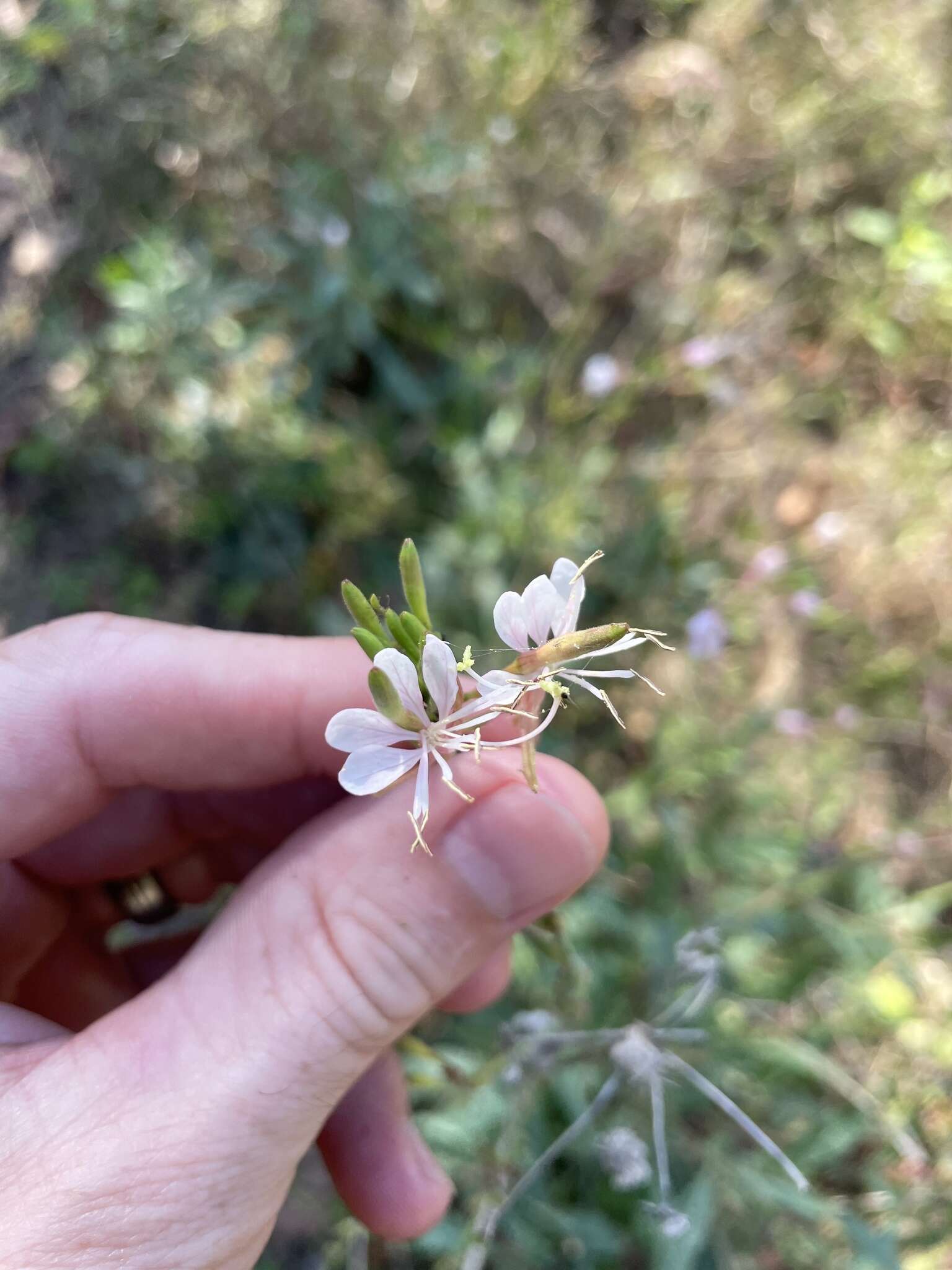 Image of longflower beeblossom