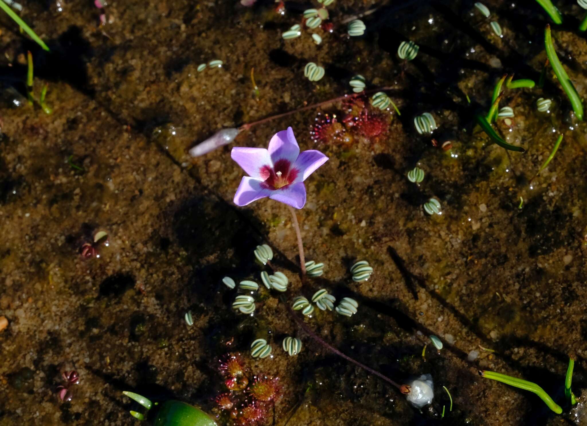 Image of Oxalis oculifera E. G. H. Oliver