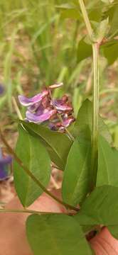 Imagem de Vicia venosa (Link) Maxim.