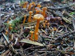 Image of Funnel Chanterelle