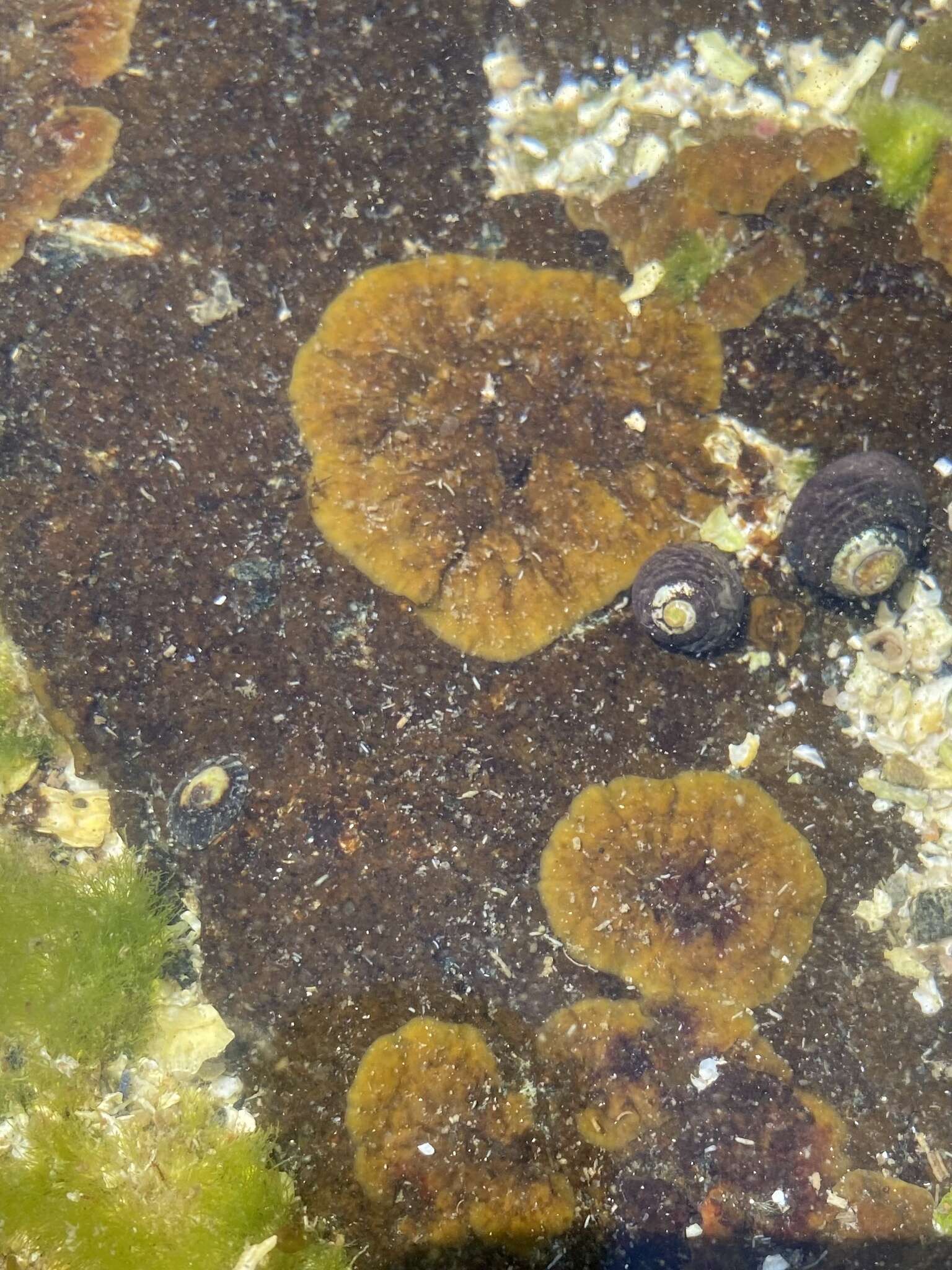 Image of Ralfsia fungiformis