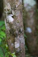 Image of Common Flat-tail Gecko